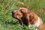 BASSET HOUND 204